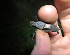 Atlanticus testaceus