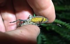 Atlanticus testaceus