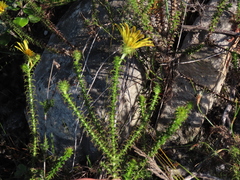 Cullumia setosa setosa