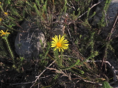 Cullumia setosa setosa