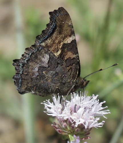 California Tortoiseshell