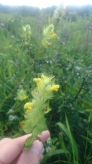 Rhinanthus serotinus