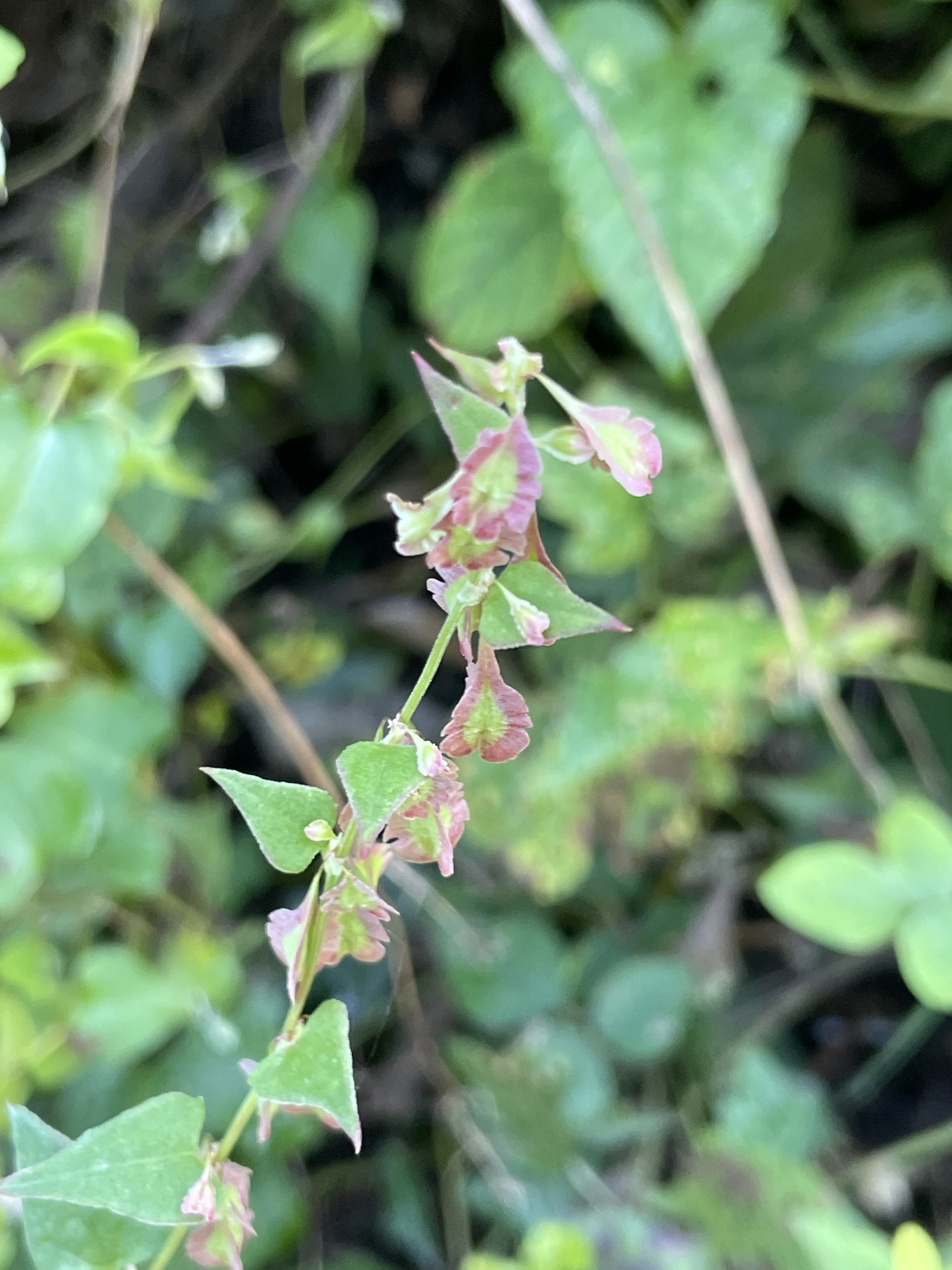 Fallopia dentatoalata