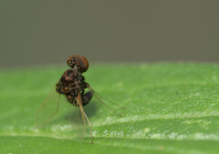 Chrysopilus basilaris