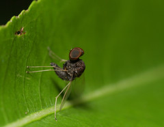 Chrysopilus basilaris