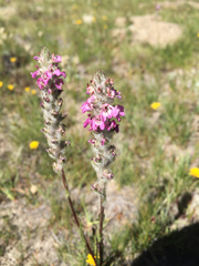 Pedicularis attollens