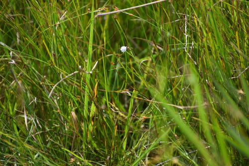 Eriocaulon nudicuspe iNat (3)
