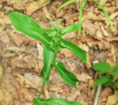 Bupleurum longiradiatum