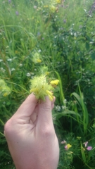 Rhinanthus serotinus