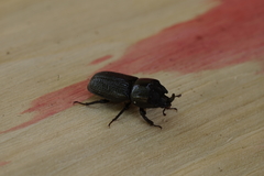 Sinodendron cylindricum