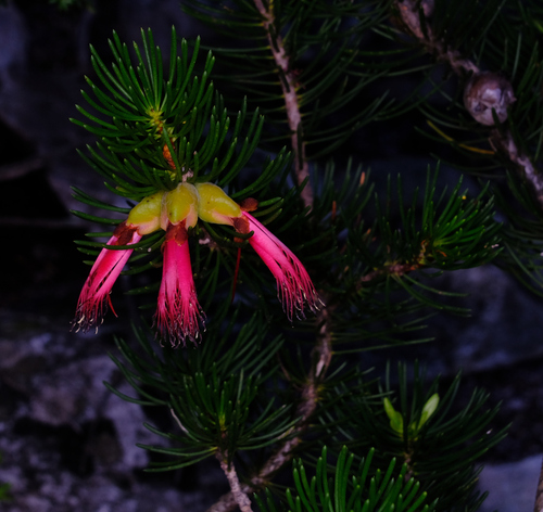 Image of Melaleuca valida by (c) Peter Crowcroft, some rights reserved (CC BY)