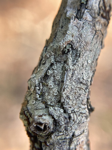 Lecanora miculata, 2024-09-19