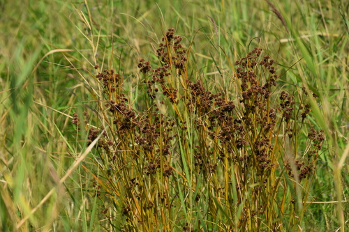 Scirpus mitsukurianus iNat (1)