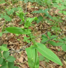 Bupleurum longiradiatum