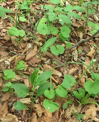Bupleurum longiradiatum