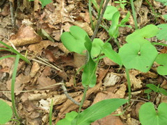 Bupleurum longiradiatum