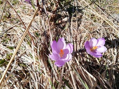 Crocus heuffelianus