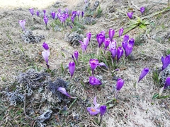 Crocus heuffelianus