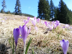 Crocus heuffelianus