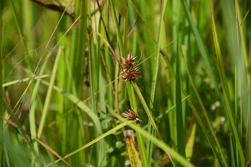 Rhynchospora malasica iNat (2)