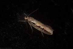 Leptocroca sanguinolenta