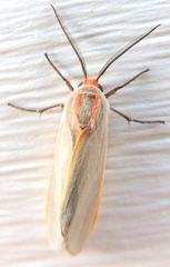 Pygarctia abdominalis