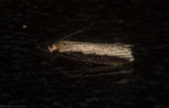 Leptocroca sanguinolenta