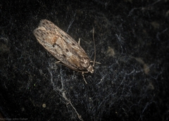 Acantholena siccella