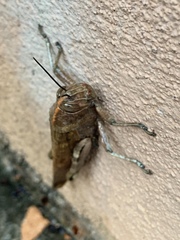 Anacridium aegyptium