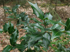 Ilex colchica
