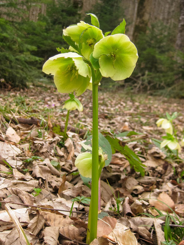 Lenten-rose