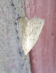Macrochilo cribrumalis