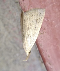Macrochilo cribrumalis