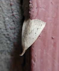 Macrochilo cribrumalis