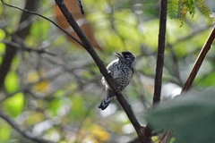 Picumnus albosquamatus