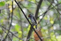 Picumnus albosquamatus