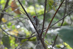 Picumnus albosquamatus