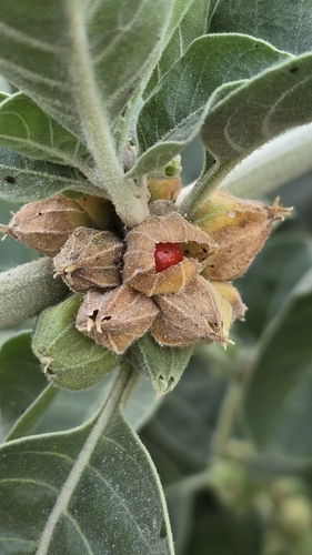 Image of Withania somnifera by (c) Andrii Khokhlov, some rights reserved (CC BY)