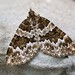 Broken-barred Carpet - Photo (c) nicky-by-nature, some rights reserved (CC BY-NC)