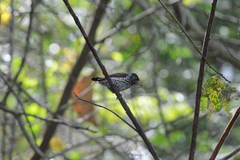 Picumnus albosquamatus