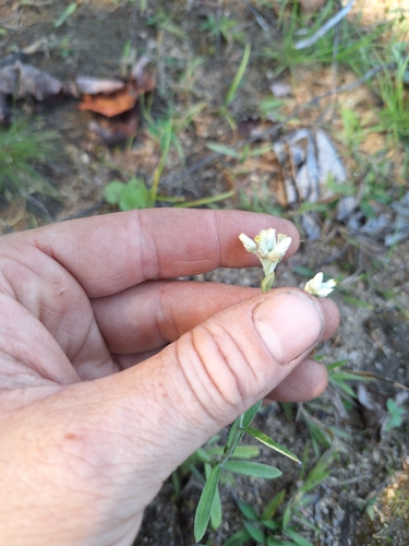 Image of Pseudognaphalium macounii by (c) Henry "Nick" Robertson, some rights reserved (CC BY-SA)