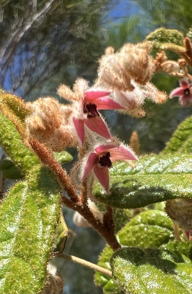 Lasiopetalum oldfieldii