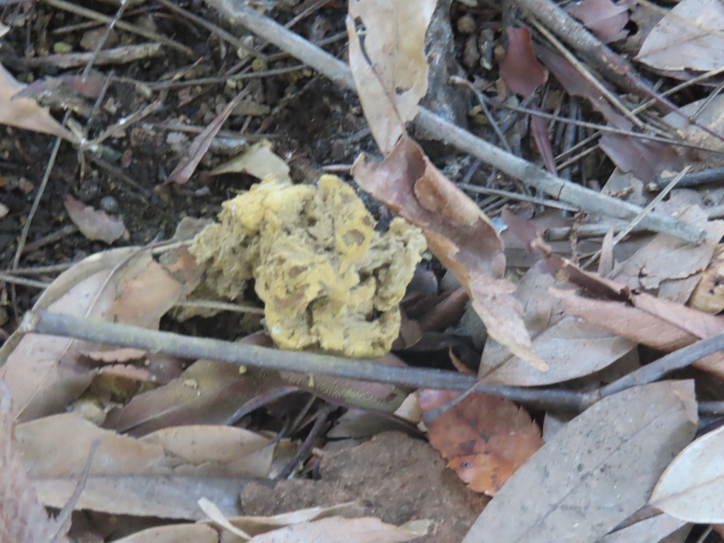 Calvatia craniiformis · September 2024 · photo: © mami_t_t (iNaturalist, cc-by)