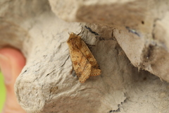 Diarsia mendica