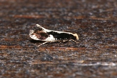 Monopis dorsistrigella