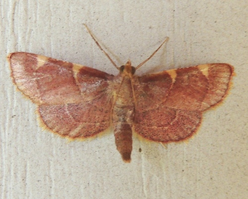 Yellow-fringed Dolichomia Moth