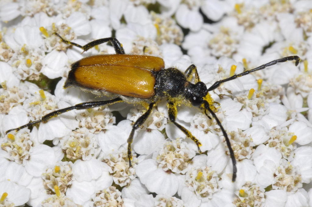 tawny longhorn beetle, photo 1 of 10