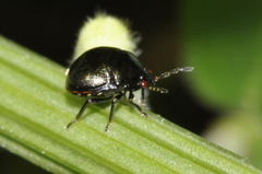 Coptosoma scutellatum