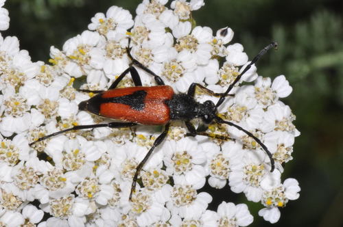 heart longhorn beetle