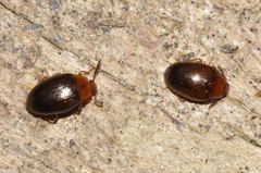 Scaphidema metallicum